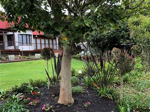 7 Bed House in Linkside