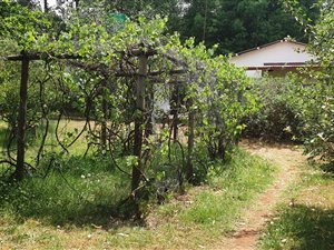 8.6 ha Farm in Tierpoort