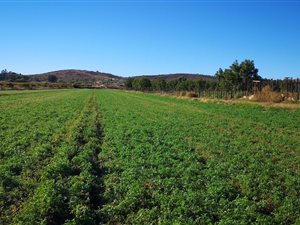 17 ha Farm in Groblershoop