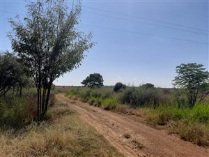 297 ha Farm in Elandsheuwel