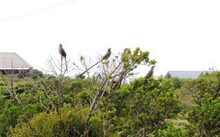985 m² Land available in Bettys Bay