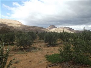 17 ha Farm in Touws Rivier