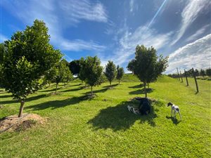 7.7 ha Smallholding in Port Shepstone