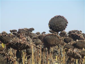 350 ha Farm in Sannieshof