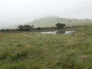 239 ha Farm in Newcastle Central