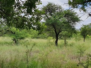8 ha Farm in Rooiberg
