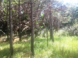 1359 m² Land available in Hibberdene