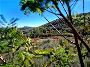 883 ha Farm in Montagu