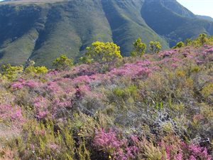 432 ha Farm in Barrydale