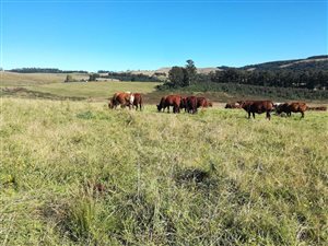 37.5 ha Farm in Balgowan