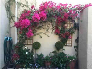 3 Bed Duplex in Sunninghill