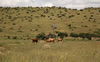 4281 ha Farm in Aliwal North
