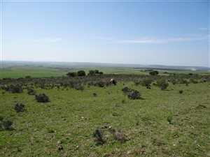 737 ha Farm in Bredasdorp