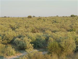 Game Farm in Barkly West