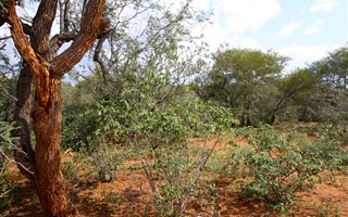 1.1 ha Land available in Raptors View Wildlife Estate