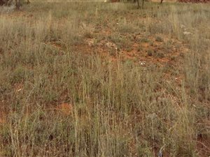 779 m² Land available in Sterpark