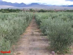 14 ha Farm in Worcester and surrounds