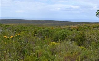 484 ha Farm in Albertinia