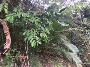 1142 m² Land available in Trafalgar
