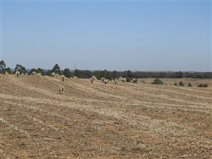 635 ha Farm in Carolina