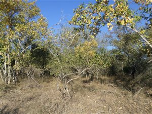 2030 m² Land available in Marloth Park