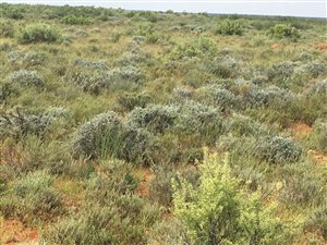 3121 ha Farm in Hopetown