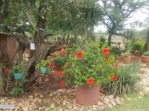 4 Bed House in Kameeldrift East