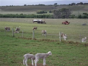 82 ha Farm in Stanford