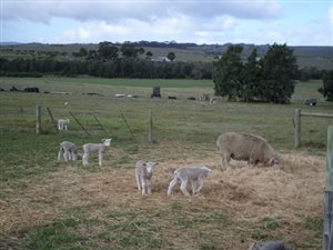 82 ha Farm in Stanford