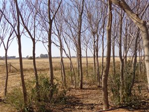 12.8 ha Farm in Bainsvlei