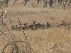 793 ha Farm in Phalaborwa