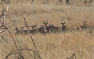 793 ha Farm in Phalaborwa