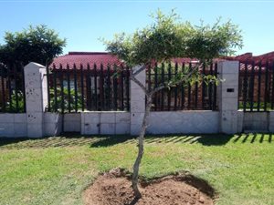 4 Bed House in Zakariyya Park