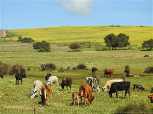 1 ha Land available in Darling