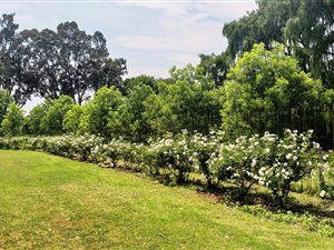 6 ha Farm in Vosloorus
