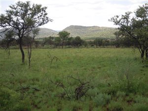 85.6 ha Land available in Doornrandje