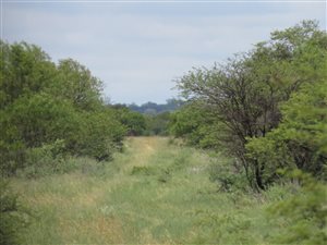 86 ha Farm in Schweizer Reyneke