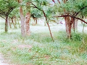 1.5 ha Land available in White River