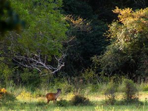20 ha Farm in Hluhluwe