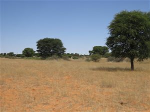 Game Farm in Upington