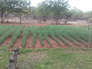 80 ha Farm in Musina