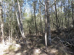 50 ha Farm in Simola
