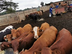 2.1 ha Farm in Bapsfontein