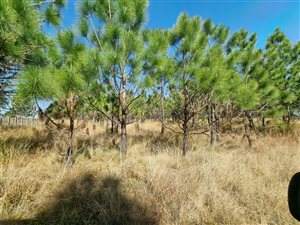 12 ha Land available in Rietfontein