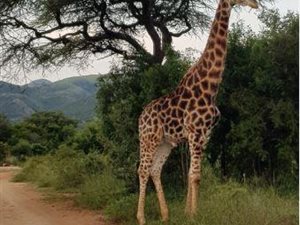 1 ha Land available in Barberton
