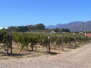 1.1 ha Land available in Paarl