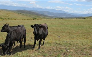 1665 ha Farm in Bonnievale