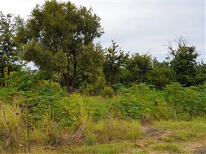 8565 m² Land available in Chartwell