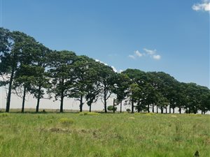 19 ha Farm in Bankenveld