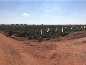 778 ha Farm in Dendron